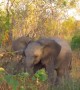 Baby elephant attempts to show off its mean side