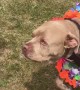 Animal Shelter Celebrates Dog Going Home After 500 Days