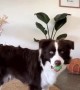 Dog performs the most dramatic ball drop ever 