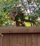 Squirrels Acting like a Married Couple