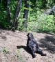 Bear Takes a Shower Happily