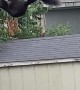Squirrel Does Some Morning Breakfast Acrobatics
