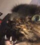 Mouth on Cat Won't Close