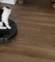 Cat Rides Robot Vacuum Cleaner