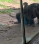 Monkeys Pummel Raccoon That Wandered into Enclosure