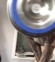 Hungry Dog Dramatically Delivers Food Bowl