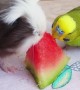 Animals Munch on Melon