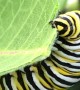 Caterpillar Munches on Milkweed