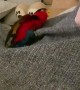 Kiwi parrot plays peekaboo with owner