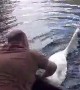 Helping a Swan in Need