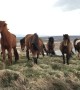 Majestic Wild Horses Discover A New Human Friend