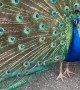 Perry the Peacock Gets a Grape