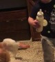 Twin Snags Sibling's Bottle
