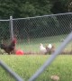 Rooster Performs Balancing Act on Ball for Feathery Friends