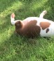 Doggo Loves Sliding Down Hills