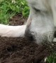 Gentle Dog Loves Gophers