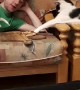 Cat Tries to Steal a Slice of Pizza