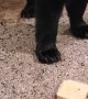 Lady Feeds Black Bear on Front Porch