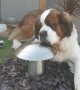 Large Saint Bernard Won't Share Garden Fountain