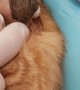 Bot Fly Larvae Successfully Removed from Kitten