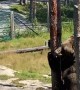 Brown Bear Scales Tree to Get a Snack