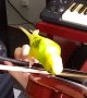 Bouncy Budgie Enjoying Ride on Violin Bow