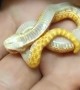 Baby Hognose Snake Playing Dead Fresh From the Egg