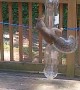 Squirrel Feeder Requires Extra Skill