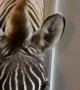 Zoey the Zebra Learns to Open the Door