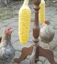 Chickens Entertained by Exercise Wheel