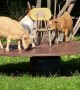 Dwarf Goats Happily Play on Merry-Go-Round