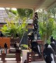 Flock of Magpies Make Themselves at Home