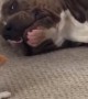 Pit Bull adorably plays with tiny Chihuahua puppy