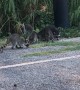 Kind Lady Feeds a Nursery of Raccoons Grapes