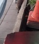 Pouncing Cat Gets Caught Being Clumsy