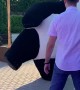 Dance Battle Between Panda And Guest