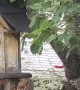 Squirrel Scurries Away Baby to Birdhouse
