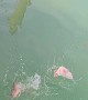 Bull Shark Snacks on Fish Scraps in Canal