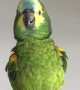 Parrot sings, \'Feeling Hot Hot Hot\', \'Happy Birthday\' for the camera