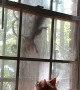 Taunted Maine Coon Glares at Squirrel Through Window