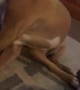 Clever Dog Takes a Stealthier Approach for Chasing Her Tail