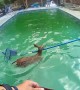 Two Baby Deer “Cheer” After Officers Rescue Them From Pool