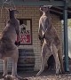 Kangaroo Stand off Outside Aussie Pub