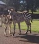 Zebra Got a Little Scared