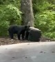 Bears Grab Garbage To Go