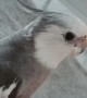 Cockatiel plays the most flawless game of peekaboo ever