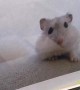 Daughter Launches Convincing Campaign for a New Hamster