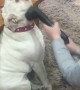 English Bulldog Loves to Get Vacuumed