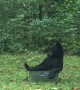 A Black Bear Relaxes in a Tub of Water
