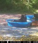 Bear Brings Cub for a Swim in Kiddie Pool